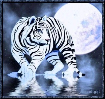 c'est un tigre!!